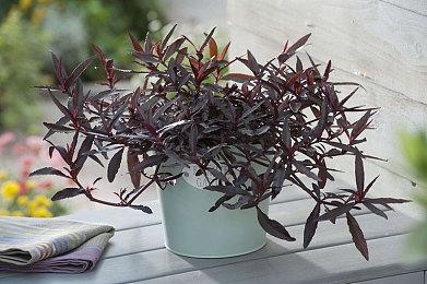 中式梦核《杀青》试玩Steam页面公布 上线日期待定